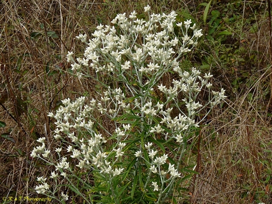 {Pseudognaphalium obtusifolium}